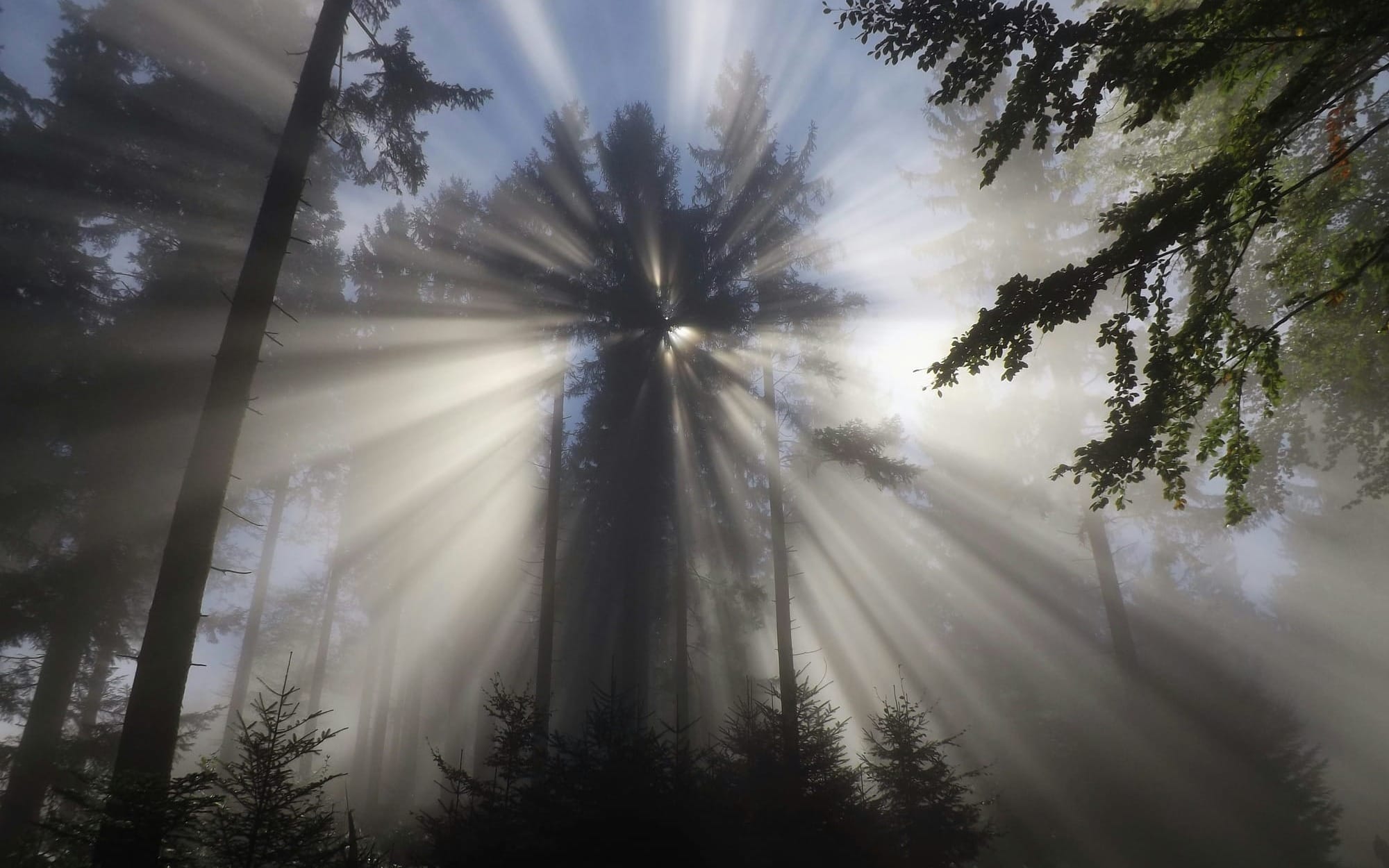 Why Berry Impact Consulting Exists